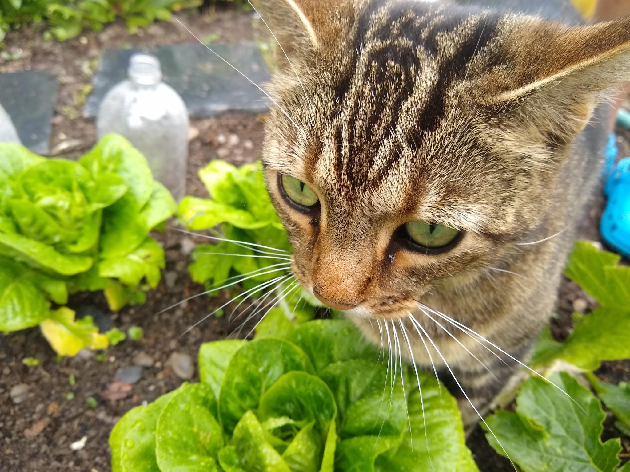 Bob helping in the veggie patch