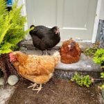the girls chilling on the doorstep!
