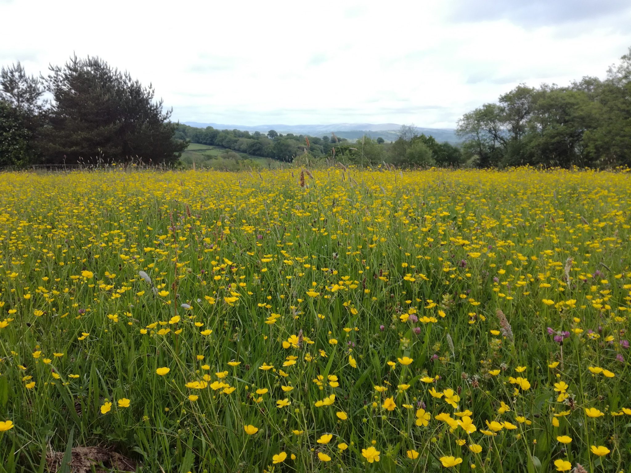meadow looking towards Carmarthenshire fans